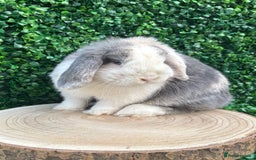Mini Lop rabbits for sale: 🌟 mini lop babies 🌟 - Image 19