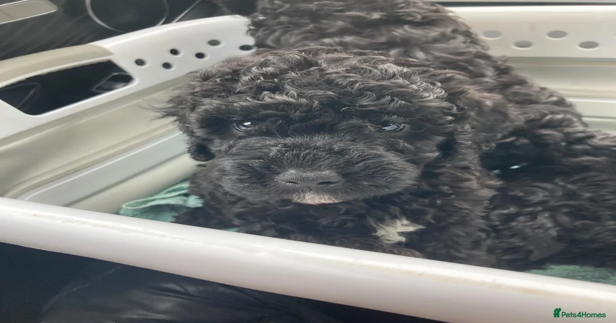 Cockapoo Puppies for sale in Newcastle upon Tyne, Tyne and Wear ...