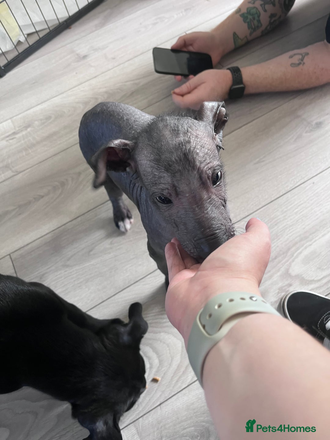Mexican Hairless dogs for sale: Female coated Mexican hairless dog - Image 7