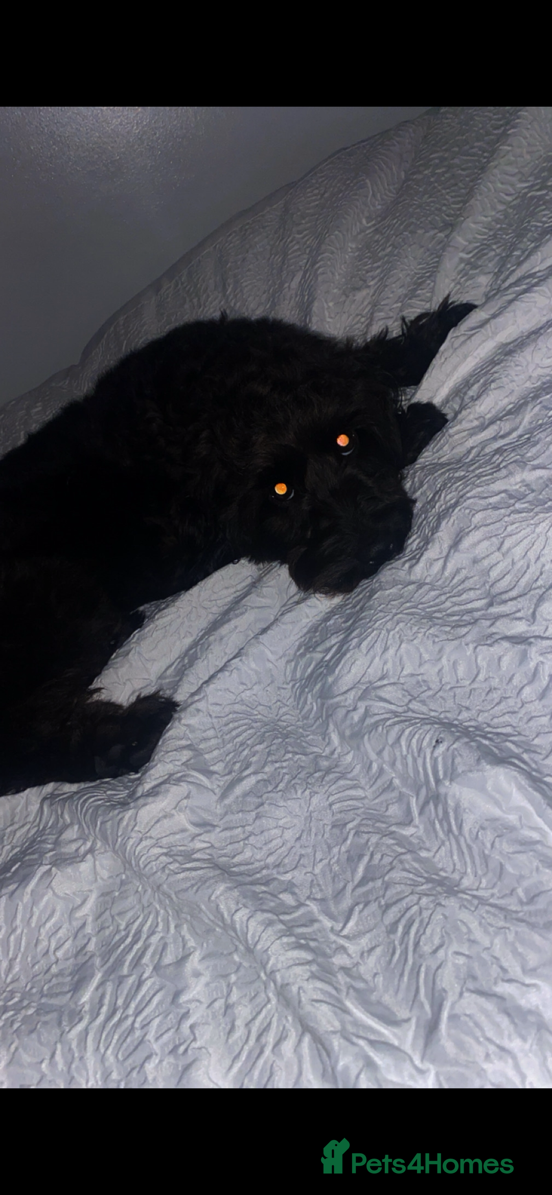 Cockapoo dogs for sale: Cockapoo  - Image 1