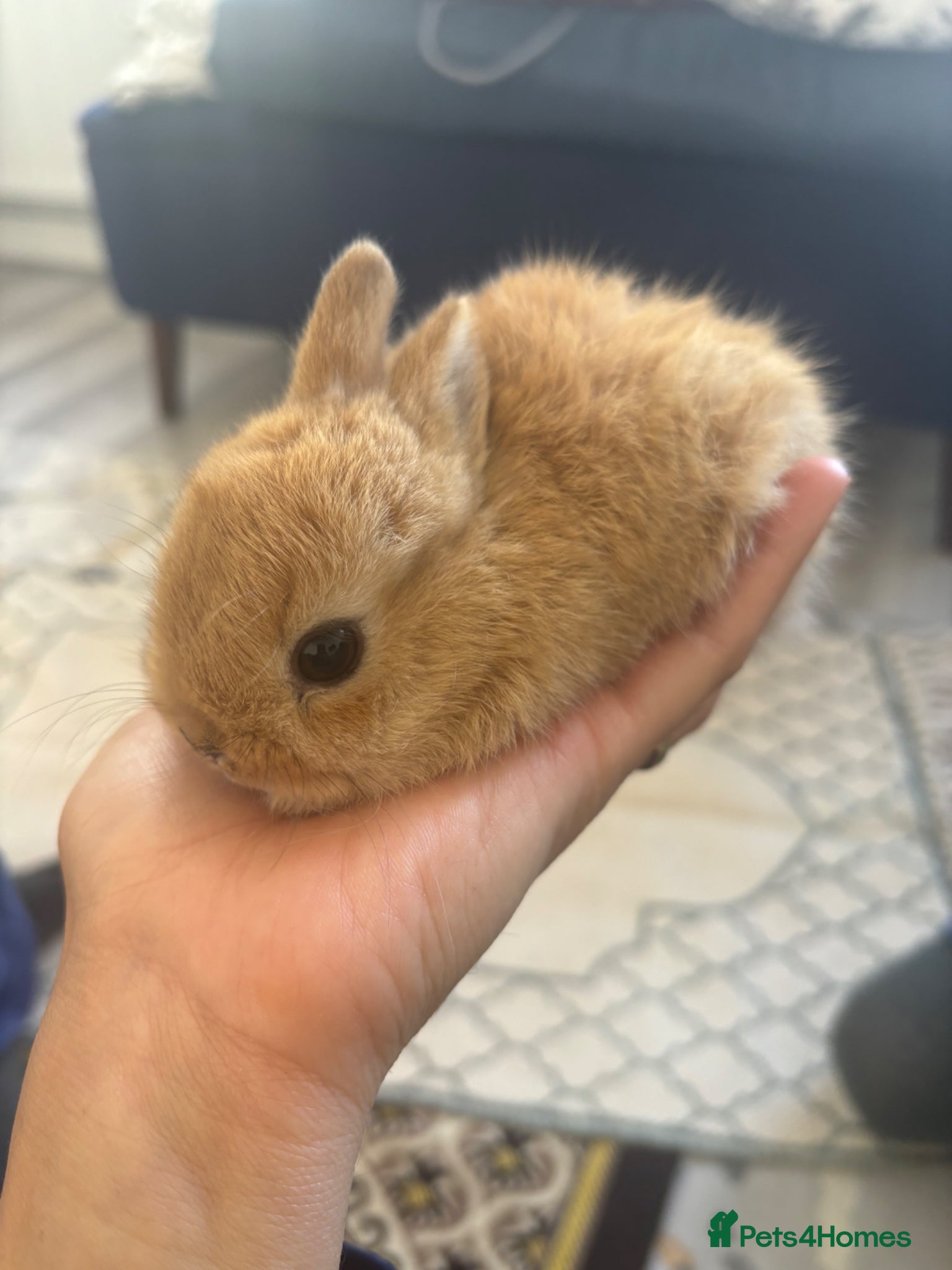 Netherland Dwarf rabbits for sale: Netherland dwarf  in Harrow - Advert 2