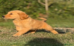 Golden Retriever dogs for sale: Fully health tested KC working golden retrievers  - Image 3