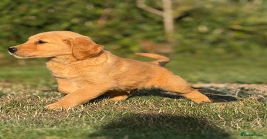 Golden Retriever dogs - Advert 8