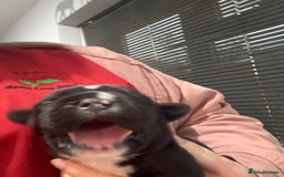 Mixed Breed dogs for sale: Chunky boys - Advert 11