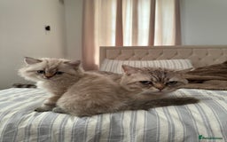 British Shorthair cats for sale: British short hair and Scottish fold  - Image 14