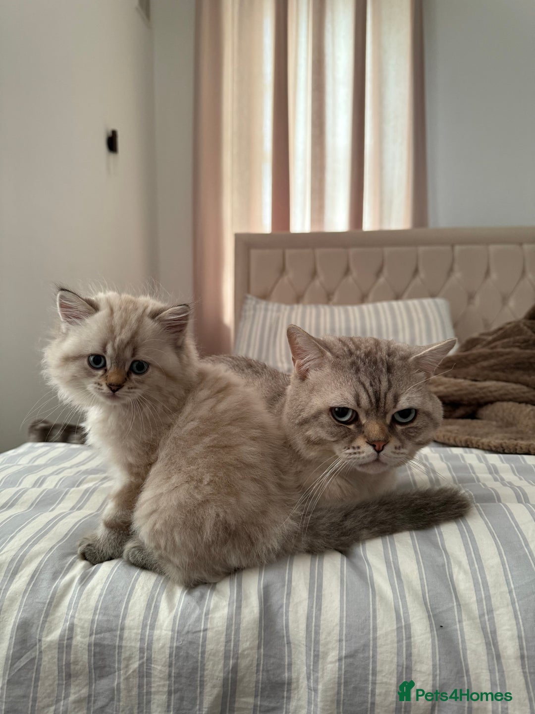 British Shorthair cats for sale: British short hair and Scottish fold  - Image 14