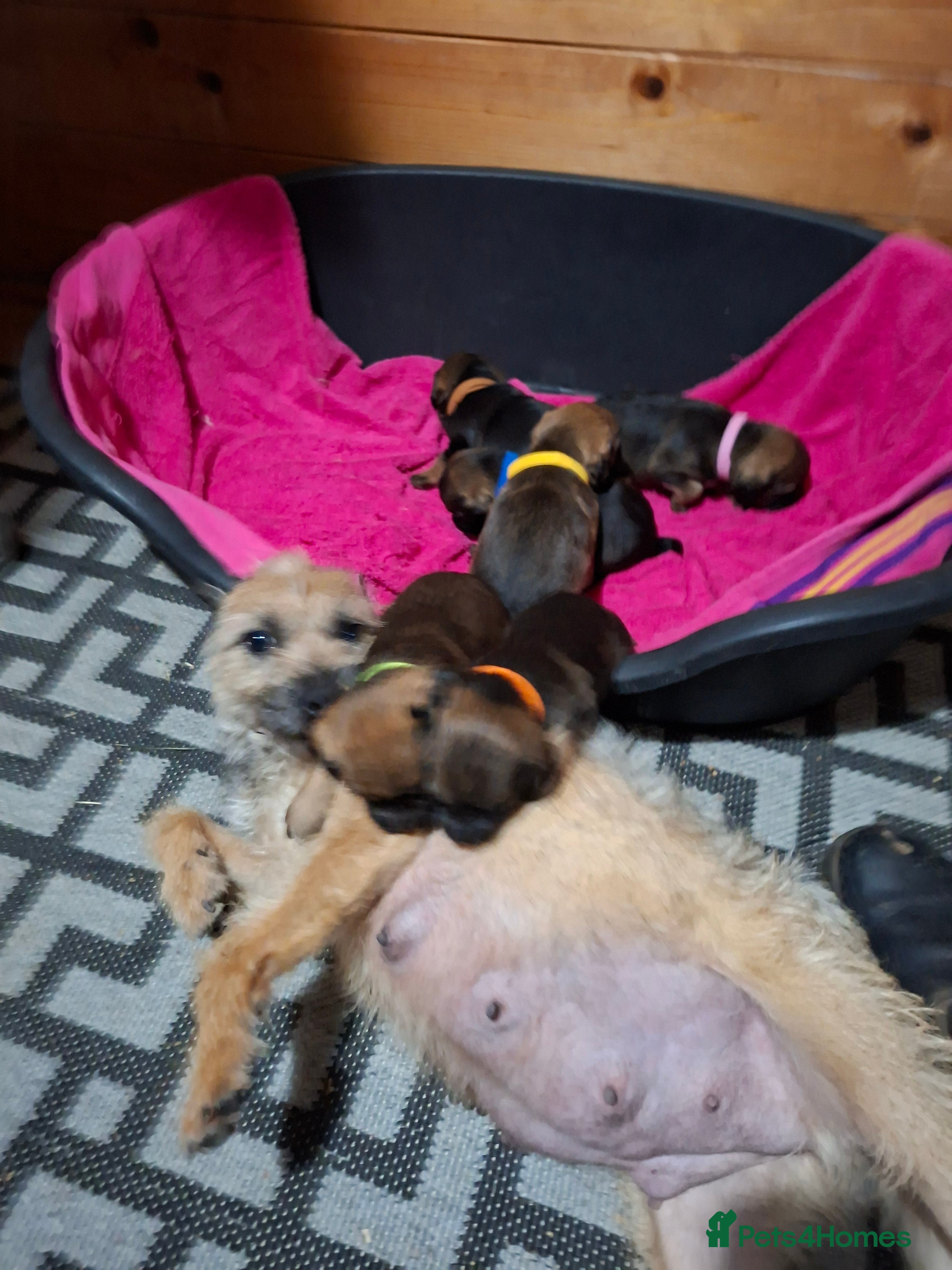 Border Terrier dogs KC REGISTERED BORDER TERRIERS SLEM CLEAR  - Advert 1