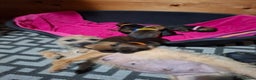 Border Terrier dogs for sale: KC REGISTERED BORDER TERRIERS SLEM CLEAR  - Advert 1