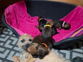 Border Terrier dogs KC REGISTERED BORDER TERRIERS SLEM CLEAR - Advert 1