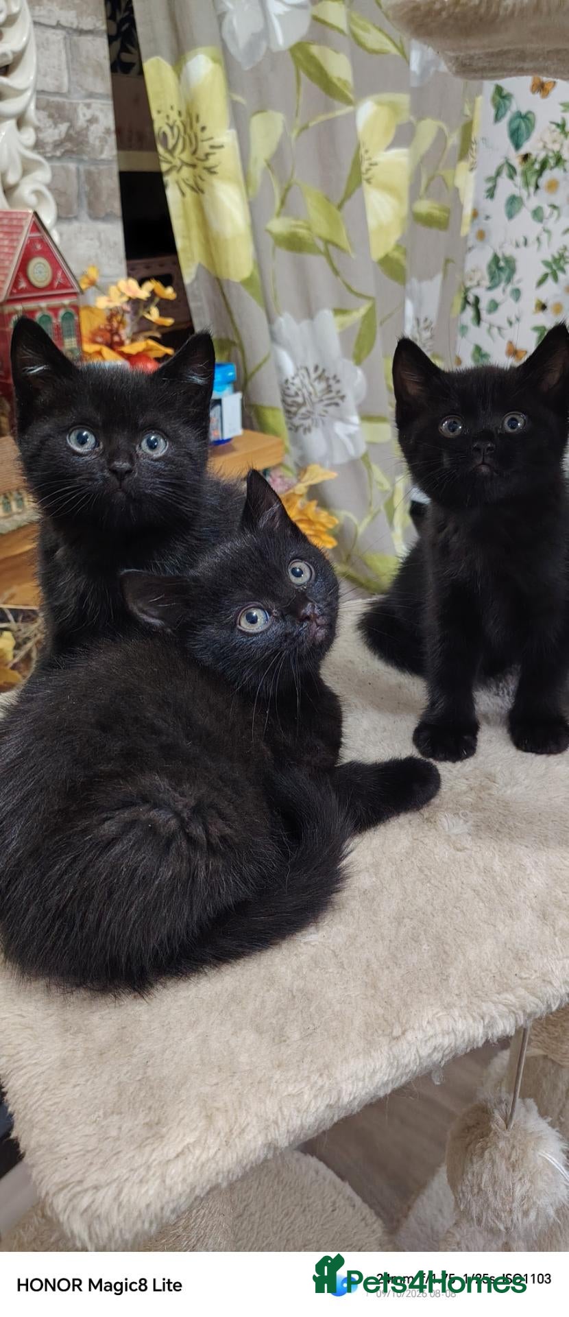 British Shorthair cats Beautifull kittens  - Advert 17