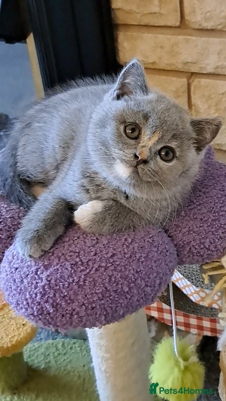 British Shorthair cats   One Girl left.Top Quality Purebread BSH kittens - Advert 2