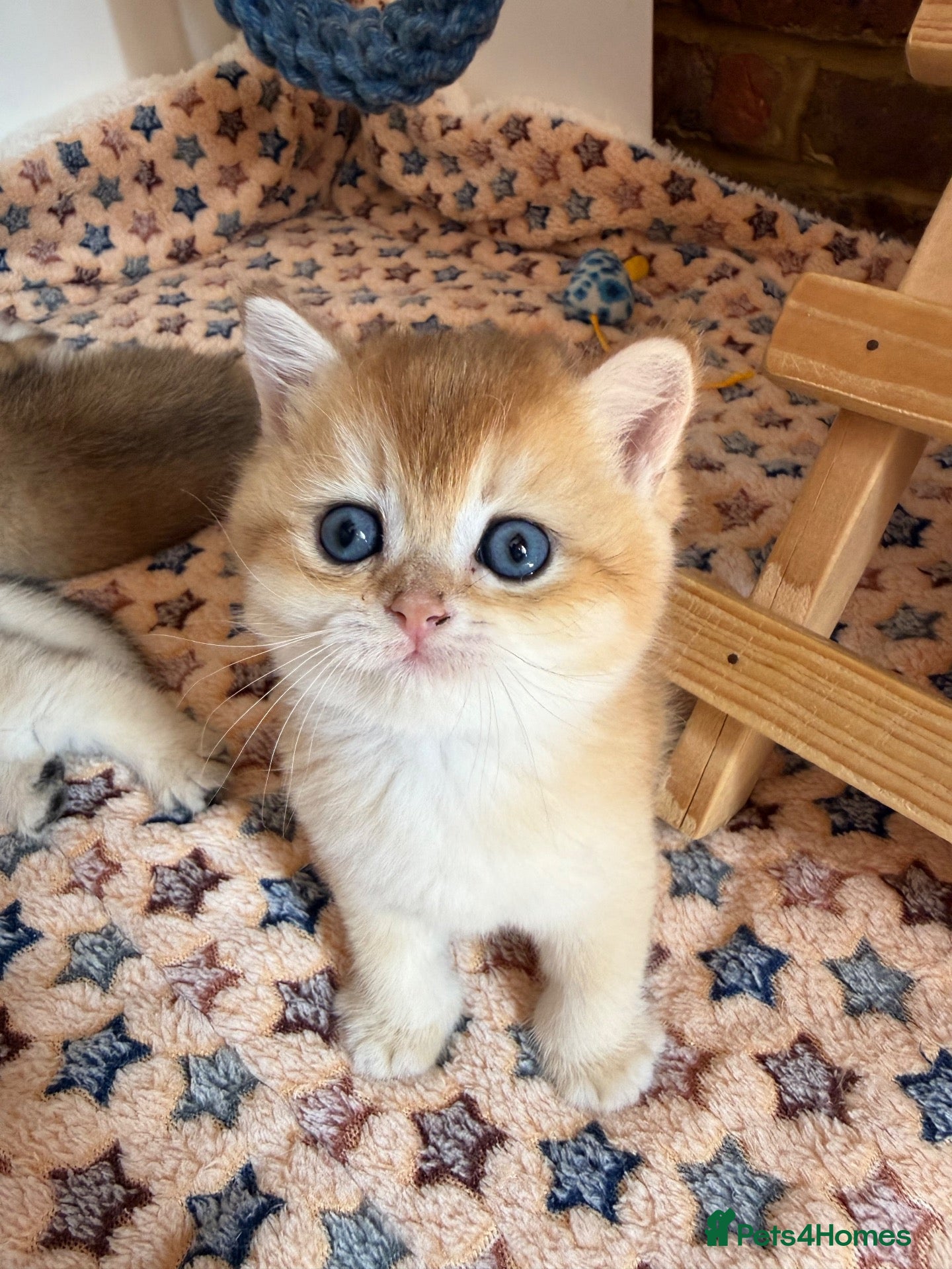 British Shorthair cats Lovely golden BSH & BLH kittens - Advert 1