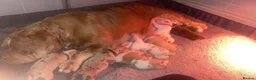 American Bully dogs for sale: All girls only  in Stockport - Advert 1