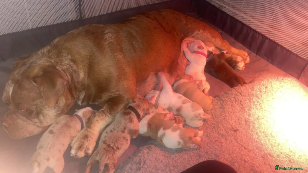 American Bully dogs for sale: All girls only  in Stockport - Advert 1
