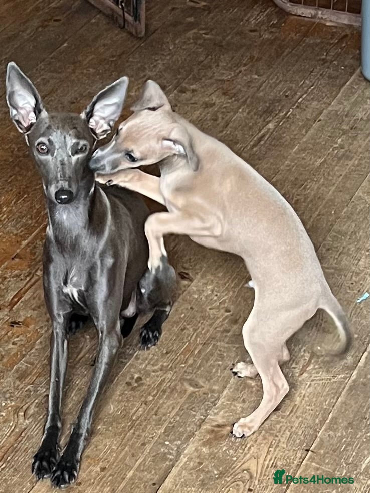 Italian Greyhound dogs     Italian Greyhound. Babies  - Advert 3