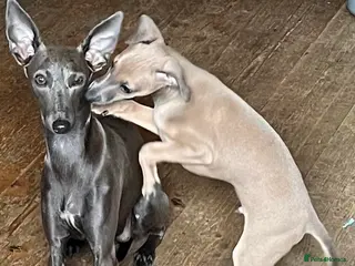 Italian Greyhound dogs Italian Greyhound. Babies - Advert 3