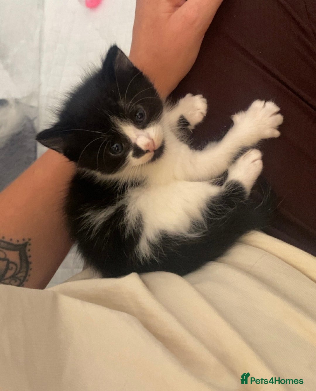 Mixed Breed cats for sale: BEAUTIFUL BLACK AND WHITE KITTENS 🐱  - Image 2