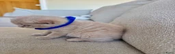 British Shorthair cats for sale: FULL PEDIGREE BSH KITTENS IN THE COTSWOLDS - Advert 20