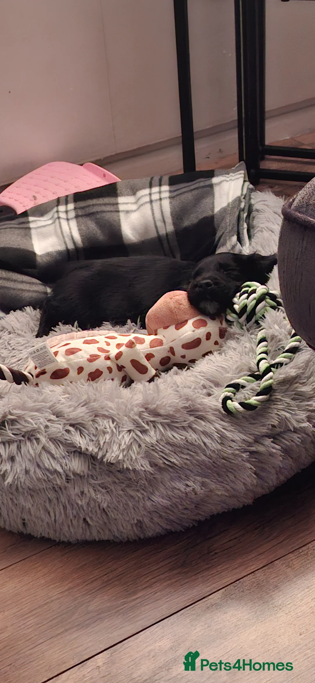 Mixed Breed dogs for sale: Spaniel cross  in Gateshead - Advert 2