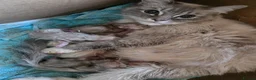 Ragdoll cats for sale: 3 beautiful babies - Advert 2