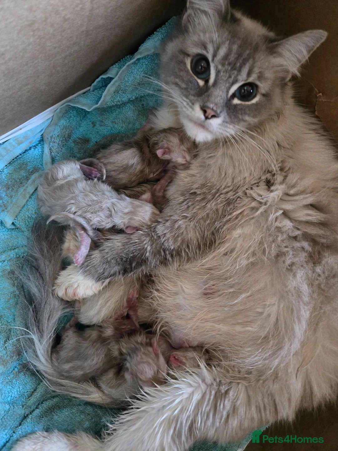 Ragdoll cats for sale: 3 beautiful babies - Advert 2
