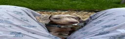 Miniature Dachshund dogs for sale: Miniature dachshund for sale male  in Saint Helens - Advert 2