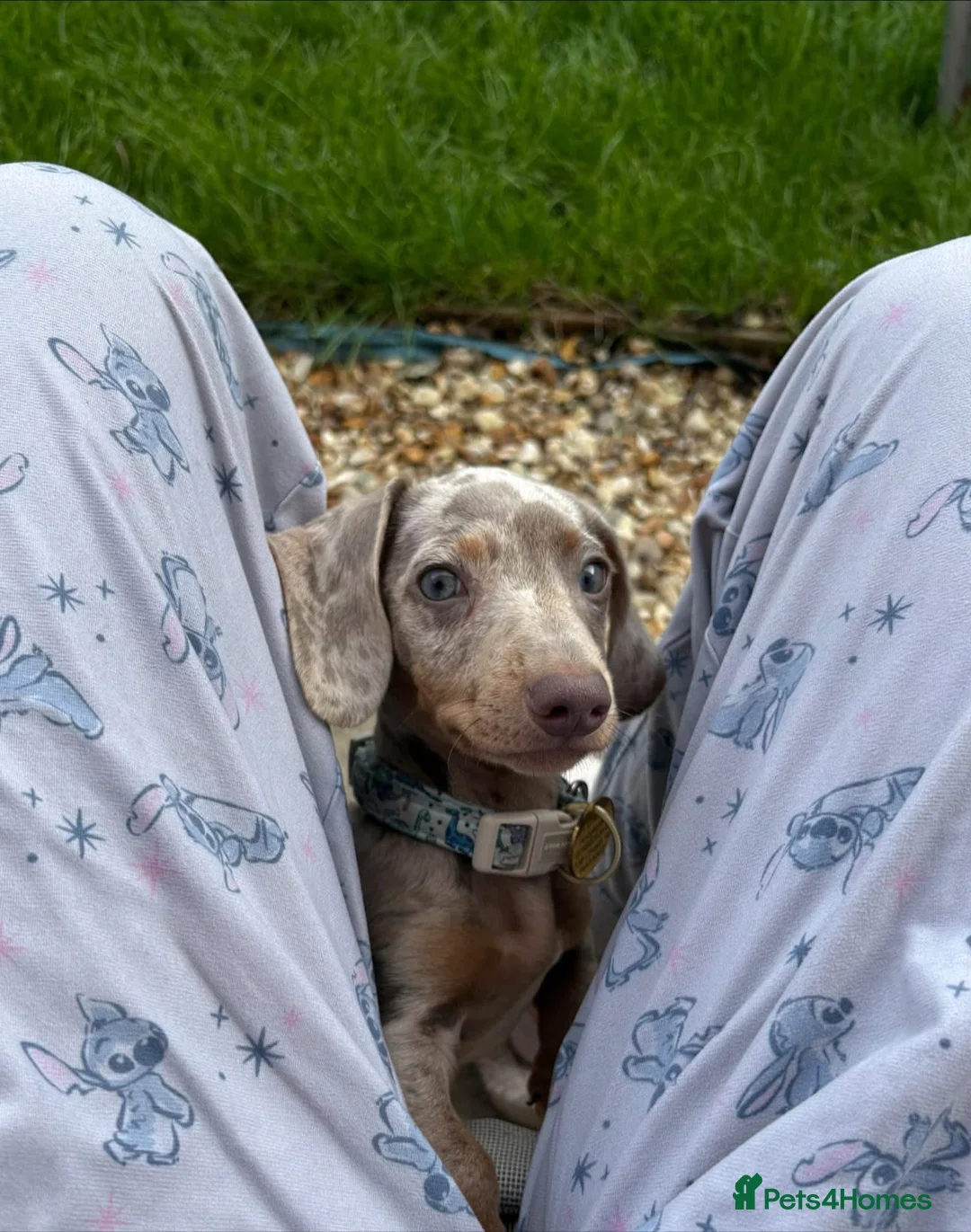 Miniature Dachshund dogs for sale: Miniature dachshund for sale male  in Saint Helens - Advert 2