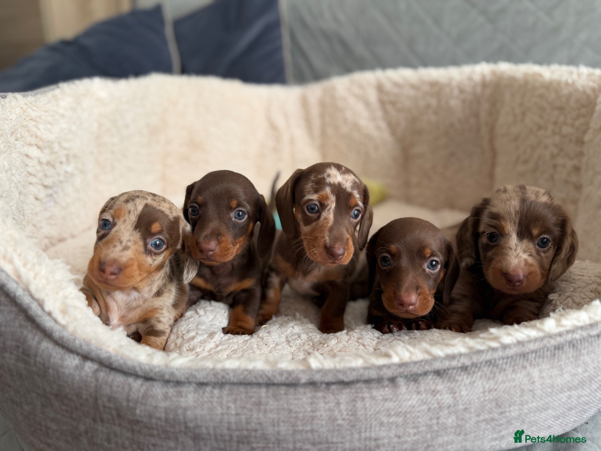 Miniature Dachshund dogs     Adorable Miniature Dachshund puppies  - Advert 1