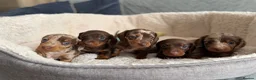 Miniature Dachshund dogs for sale:     Adorable Miniature Dachshund puppies  in London - Advert 1
