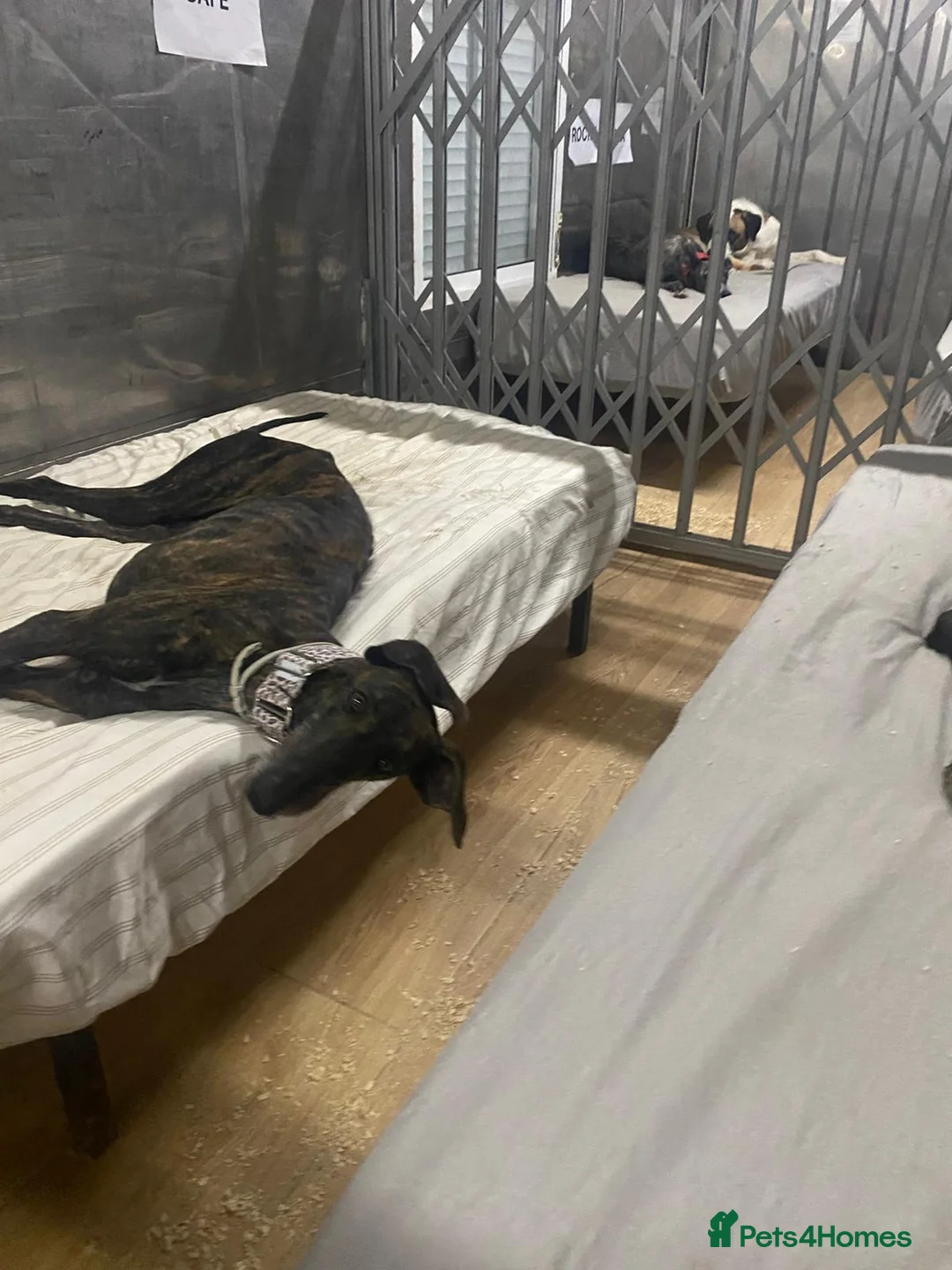 Mixed Breed dogs for adoption: 💛 Gala  - Advert 3