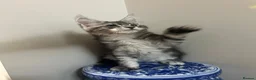 Maine Coon cats for sale: Licensed breeder-maine coon kittens - Advert 9