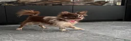 Mixed Breed dogs for sale: EXQUISITE micro Malchi pups DWKC reg 5* licensed - Advert 12