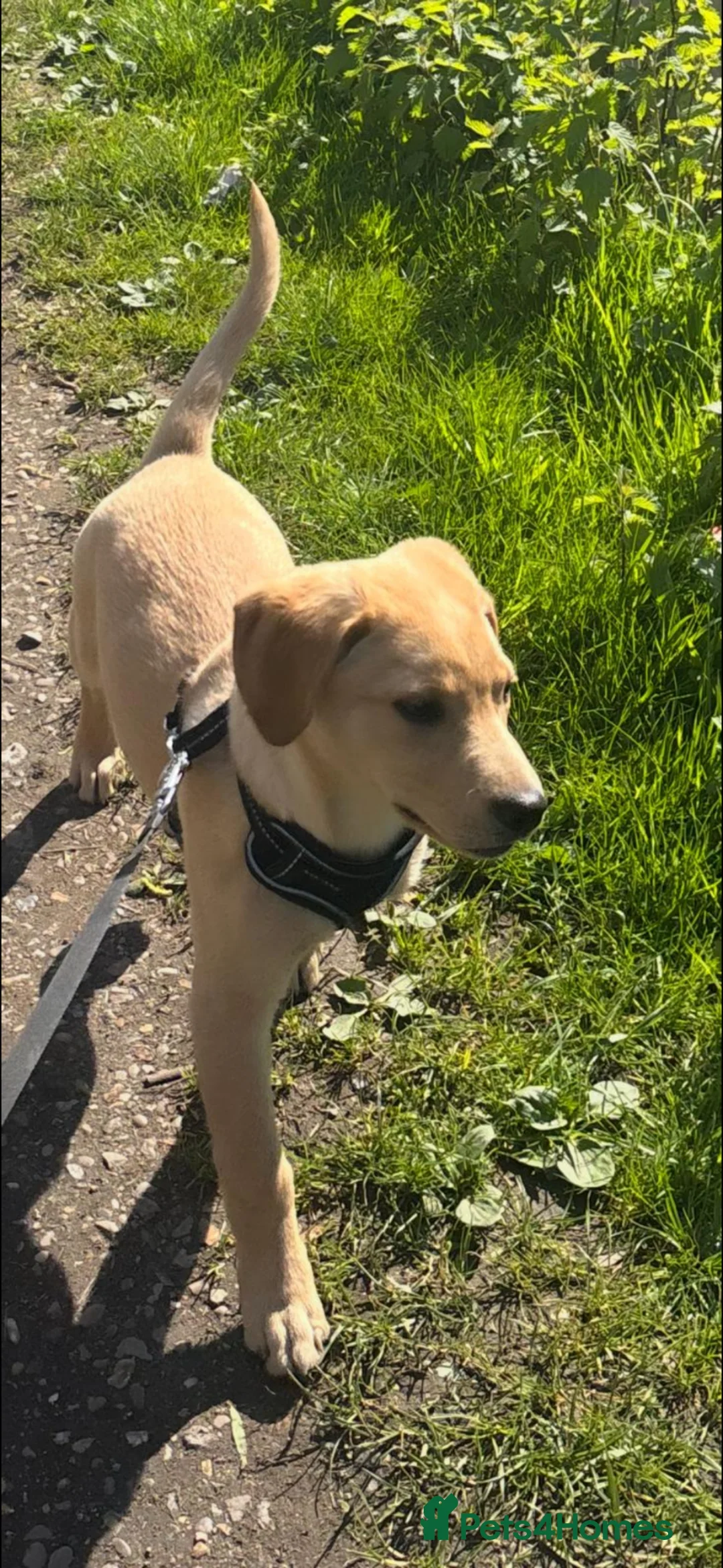 Labrador Retriever dogs for sale: 6 month old labrador  in Hayes - Advert 1