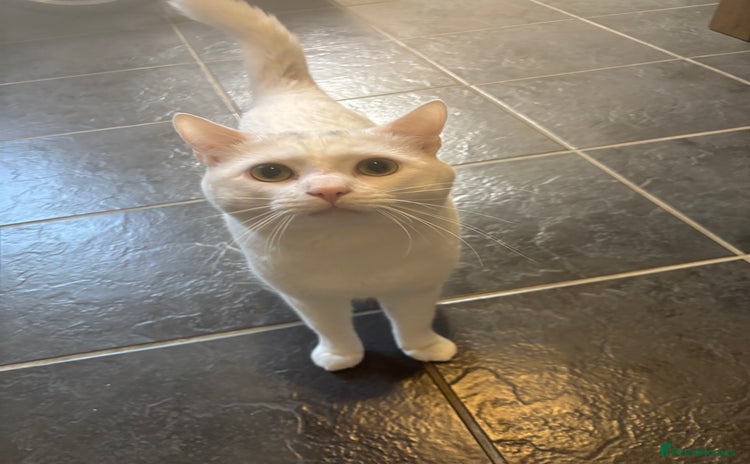 Domestic Shorthair cats - Advert 3
