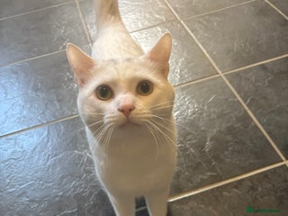 Domestic Shorthair cats - Advert 38