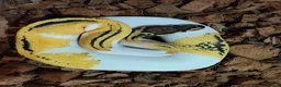Python Snake reptiles for sale: Various Royal Pythons - Advert 17
