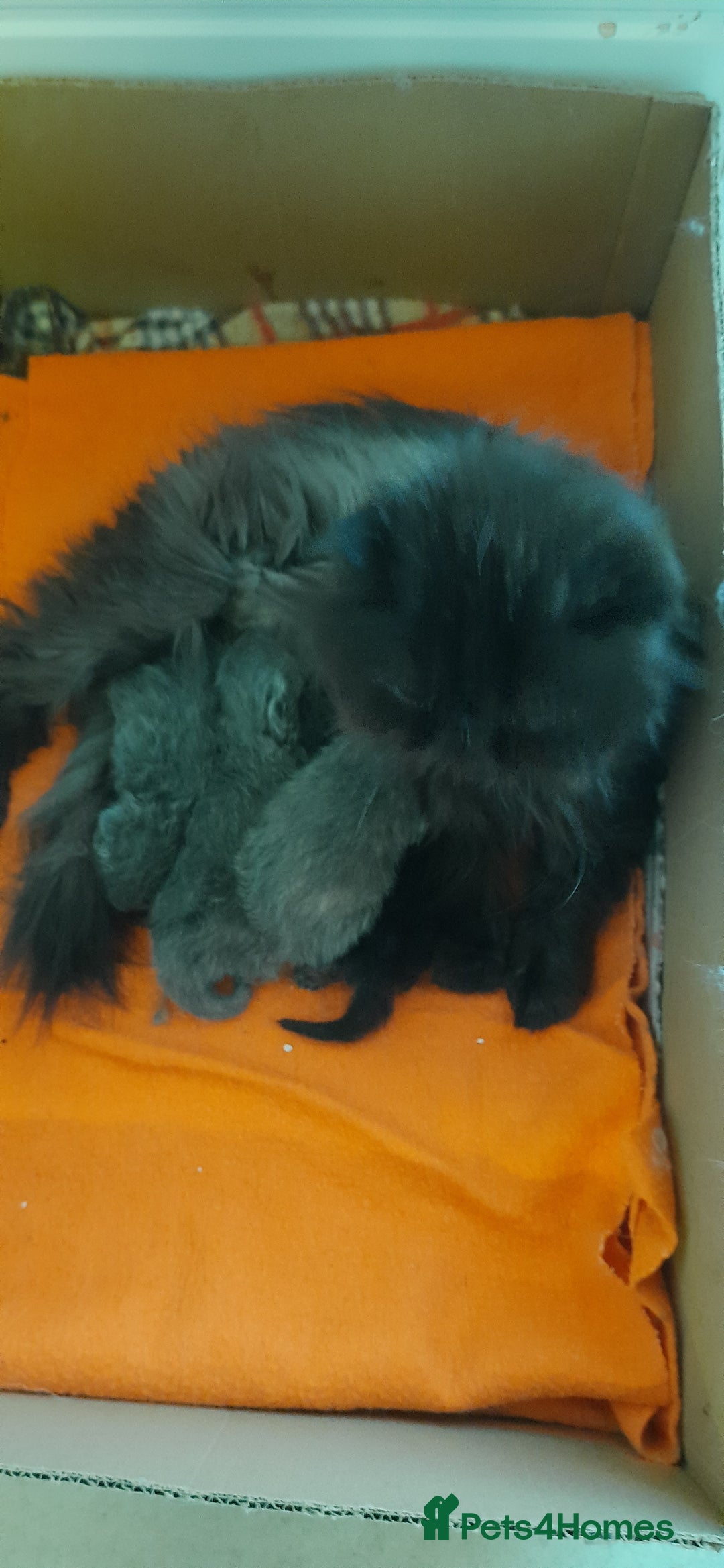 Persian cats for sale: GCCF Registered Persian kittens  - Advert 2