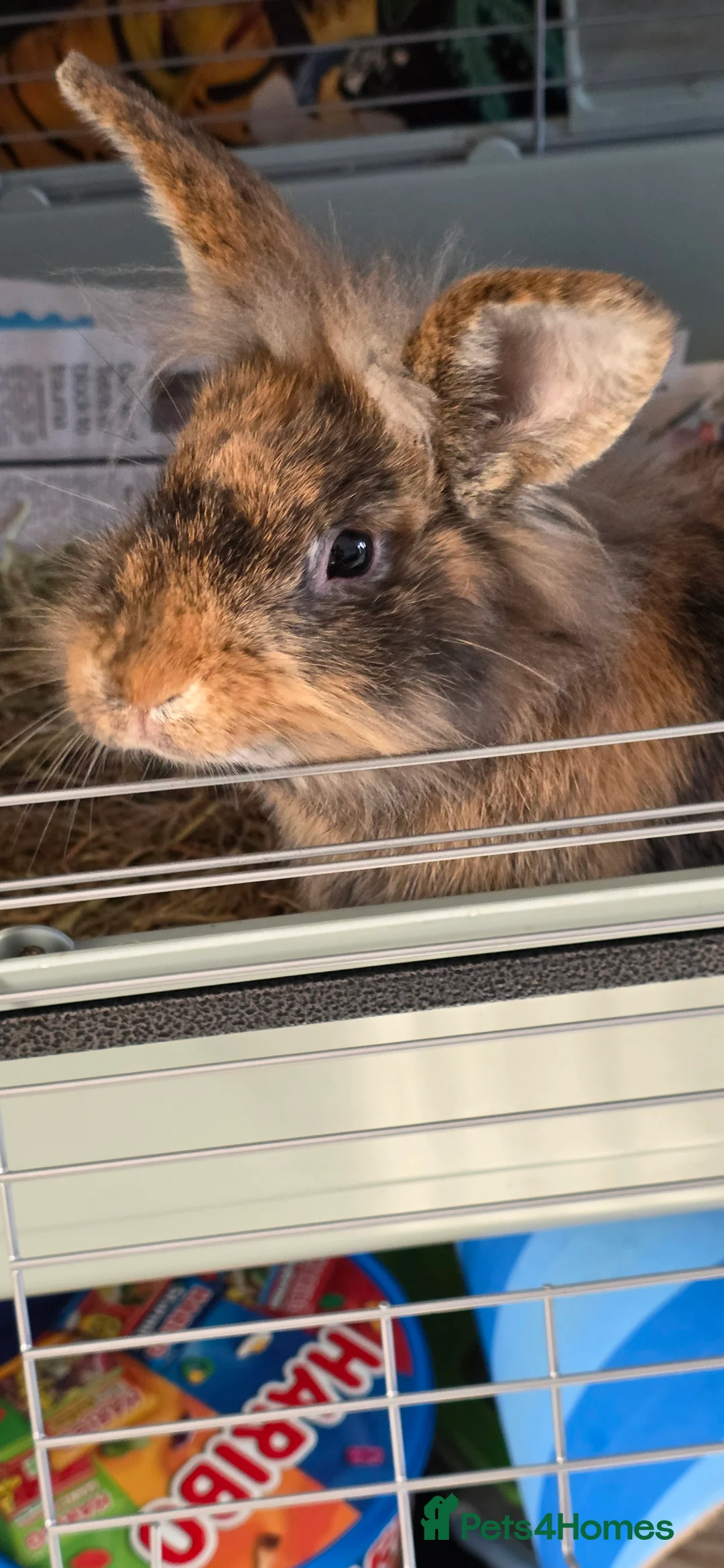 Mini Lop rabbits for sale: X 2 lionhead and lop rabbits in Derby - Advert 8