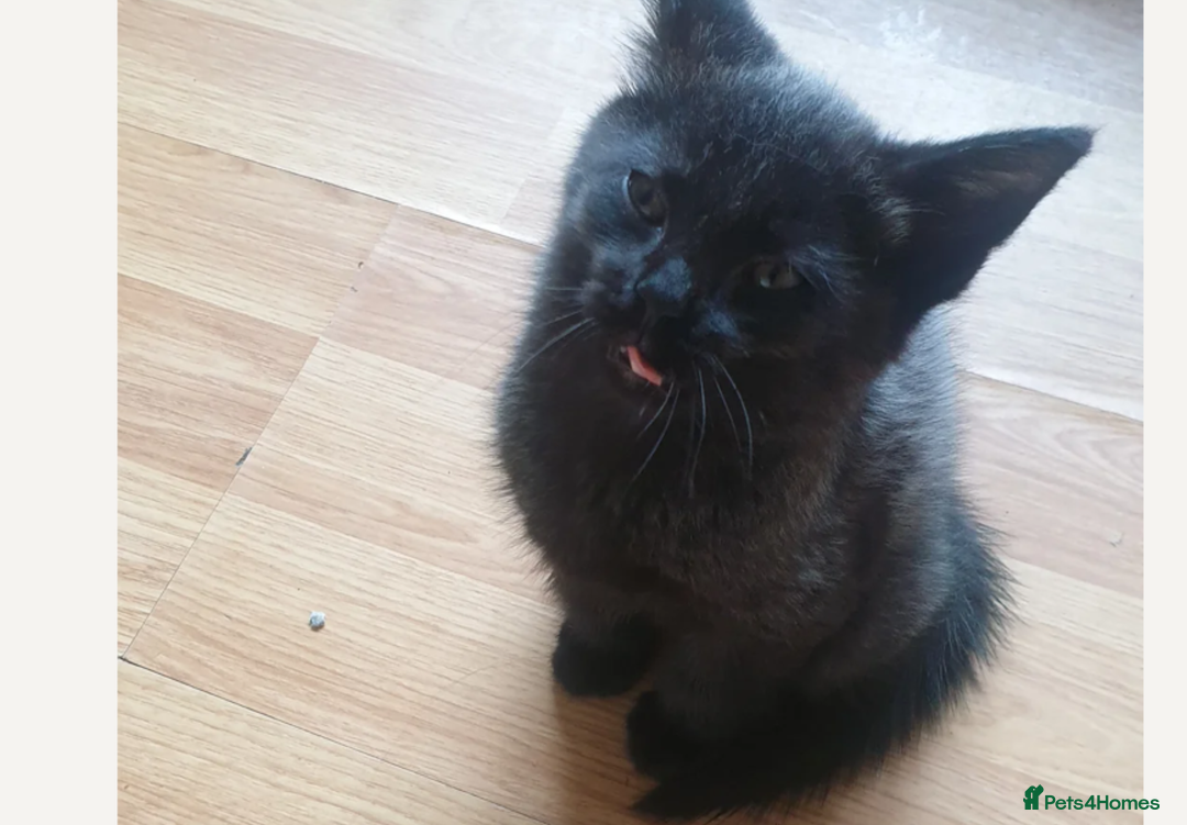 Maine Coon cats for sale: Maine Coon x kittens - Image 3