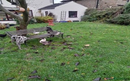 Chickens poultry for sale: Showgirl cockerel and his beautiful mate - Advert 1