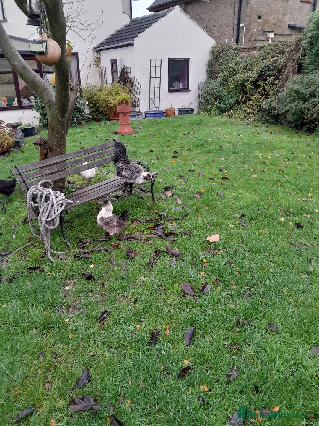 Chickens poultry for sale: Showgirl cockerel and his beautiful mate - Advert 1