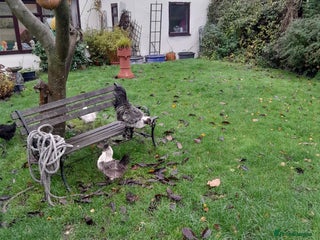 Chickens poultry Silkie/naked neck cockerel and his silkie mate - Advert 6