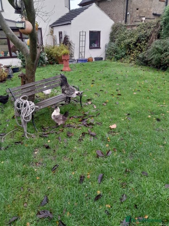 Chickens poultry Showgirl cockerel and his beautiful mate - Advert 1