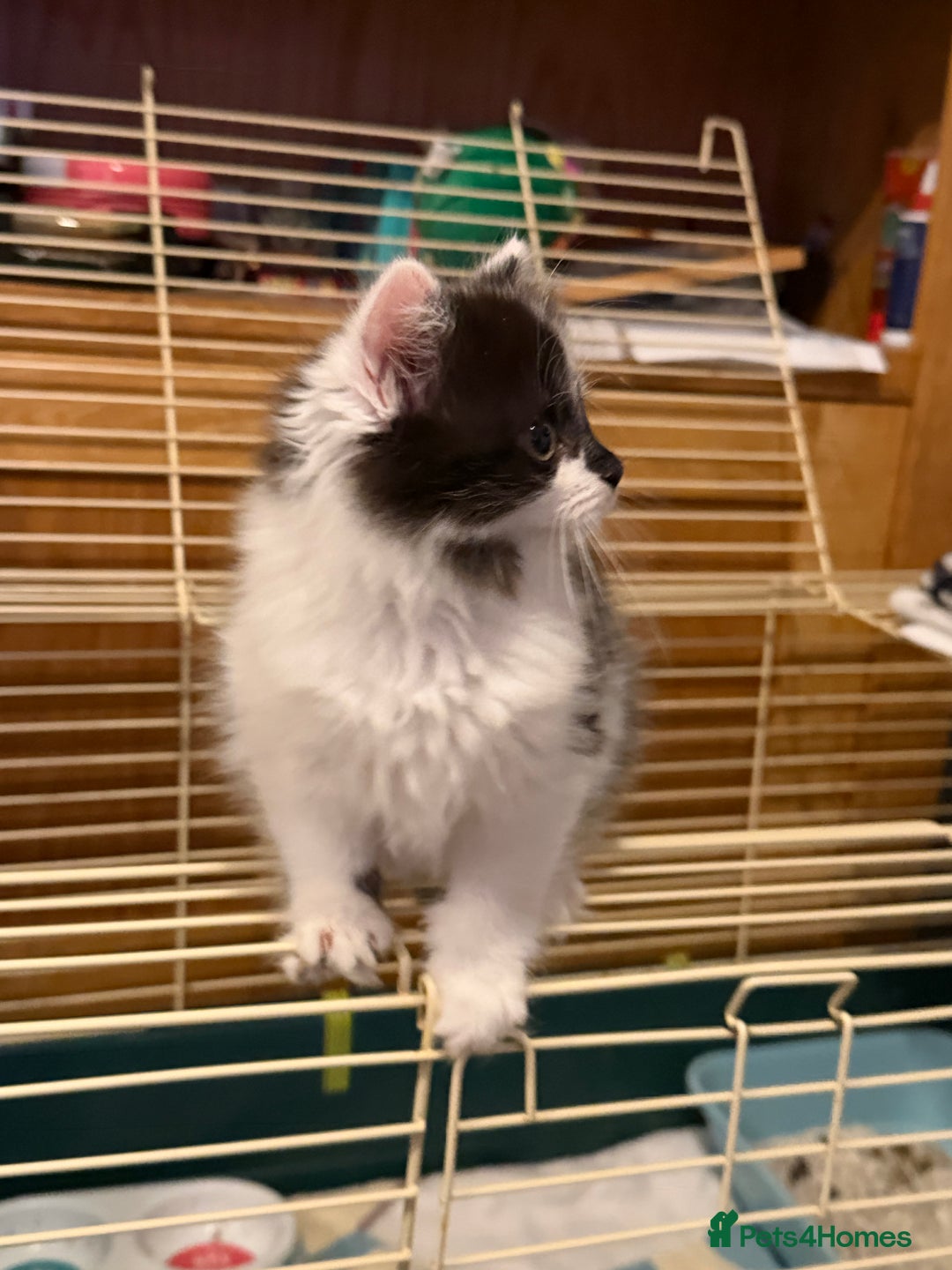 Mixed Breed cats for sale: Kittens for a good home - Advert 12