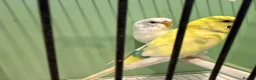 Budgerigars birds for sale: Breeding pair of budgies and one female budgie - Advert 3