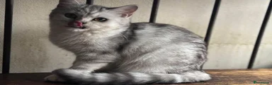 British Shorthair 3