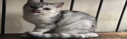 British Shorthair cats for sale: Full Pedigree Kittens available  - Advert 24