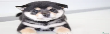 Japanese Shiba Inu 3
