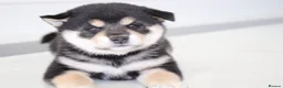 Japanese Shiba Inu dogs for sale: EXCEPTIONAL SHIBA INU PUPPIES OUTSTANDING QUALITY - Advert 13