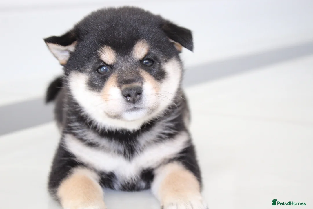 Japanese Shiba Inu dogs for sale: EXCEPTIONAL SHIBA INU PUPPIES OUTSTANDING QUALITY - Advert 13